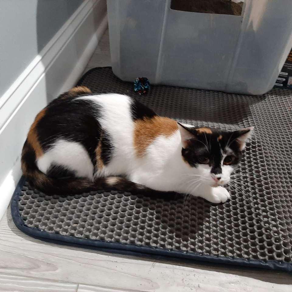 Shrimp, Adoptable, Adult Female Calico & Domestic Short Hair.