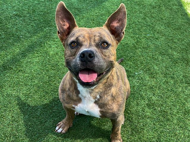 BARABOO, Adoptable, Adult Male Pit Bull Terrier.