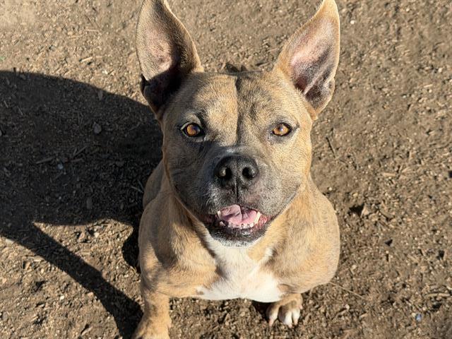 BARABOO, Adoptable, Adult Male Pit Bull Terrier.