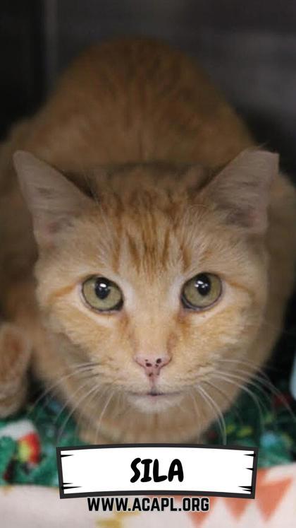 Enlarge Sila, a Adoptable mixed breed in Ashtabula, OH image 1/1