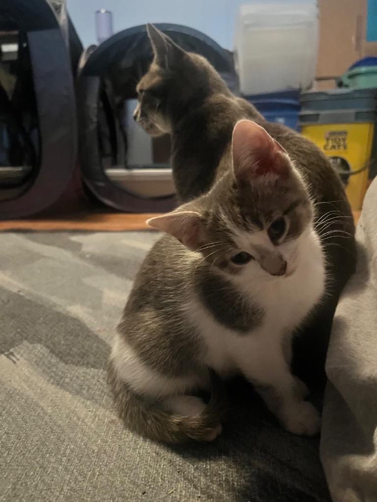 Gubby, Adoptable, Kitten Male Domestic Short Hair.