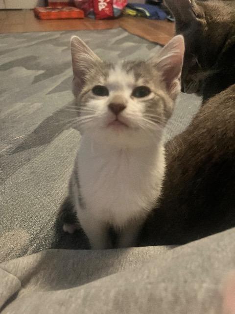 Enlarge Gubby, a Adoptable mixed breed in Johnson City, TN image 2/6