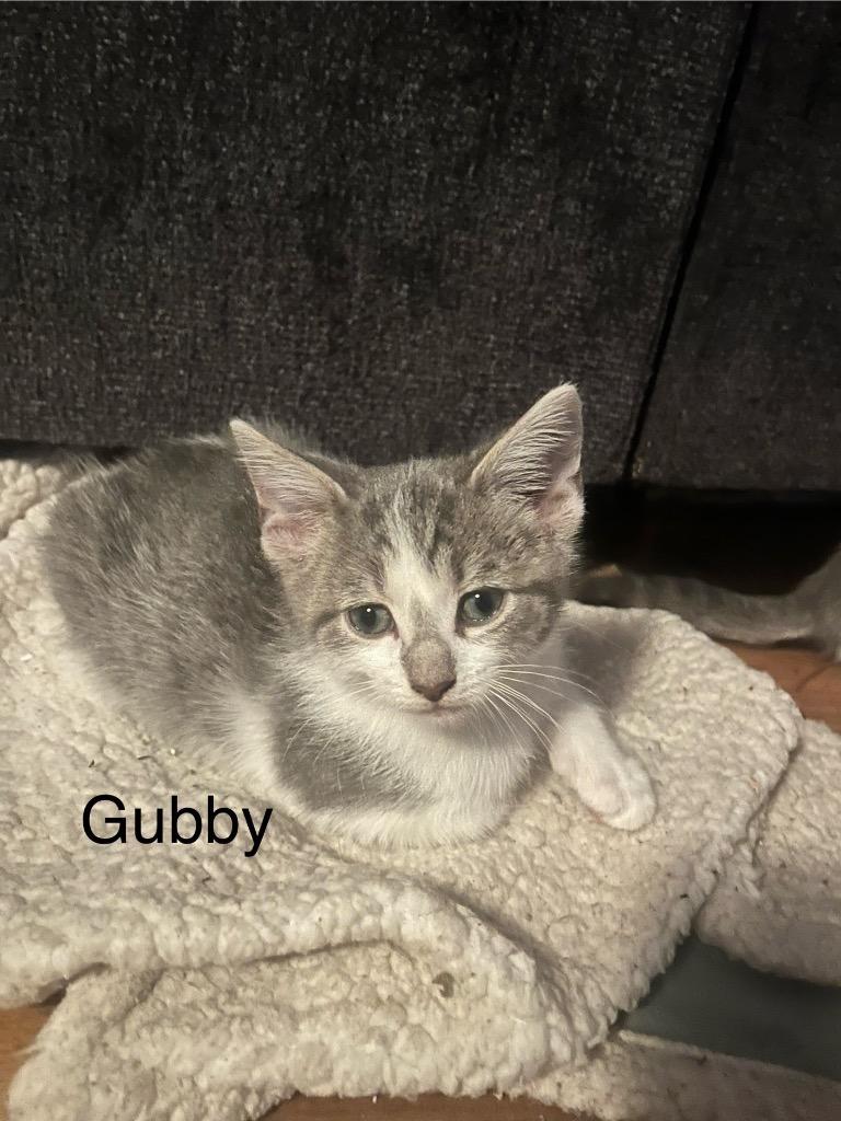 Enlarge Gubby, a Adoptable mixed breed in Johnson City, TN image 3/6