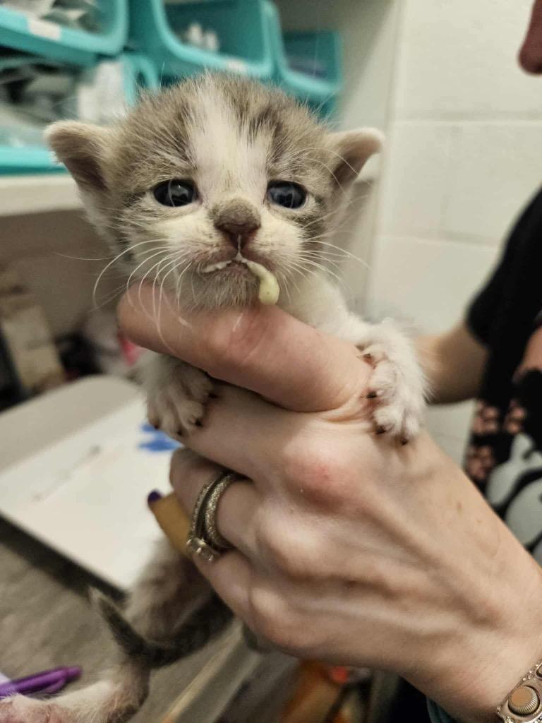 Enlarge Gubby, a Adoptable mixed breed in Johnson City, TN image 4/6