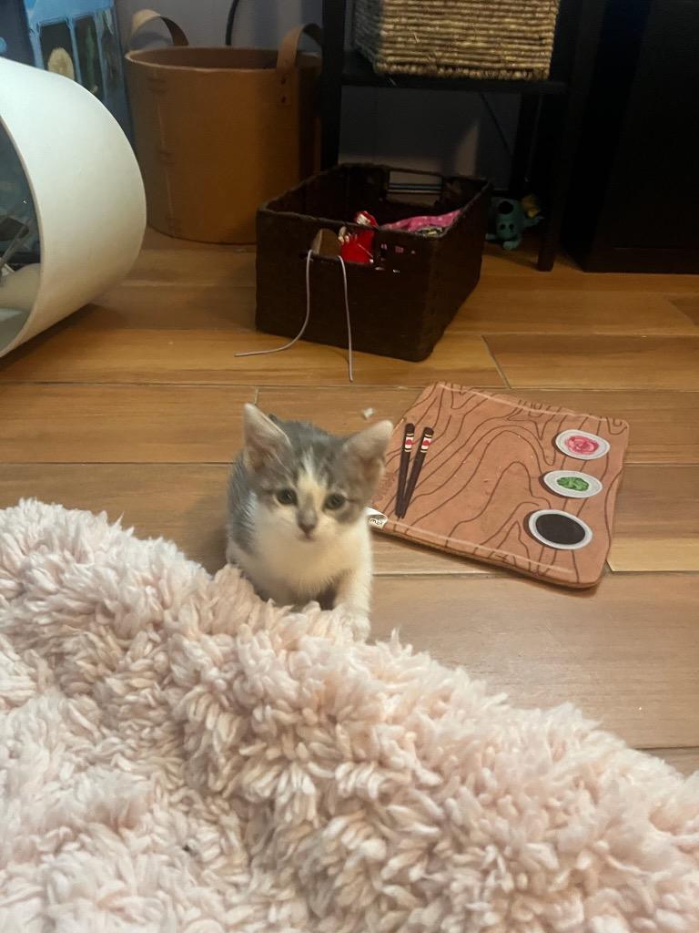 Enlarge Gubby, a Adoptable mixed breed in Johnson City, TN image 5/6