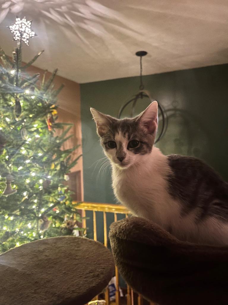 Enlarge Gubby, a Adoptable mixed breed in Johnson City, TN image 6/6