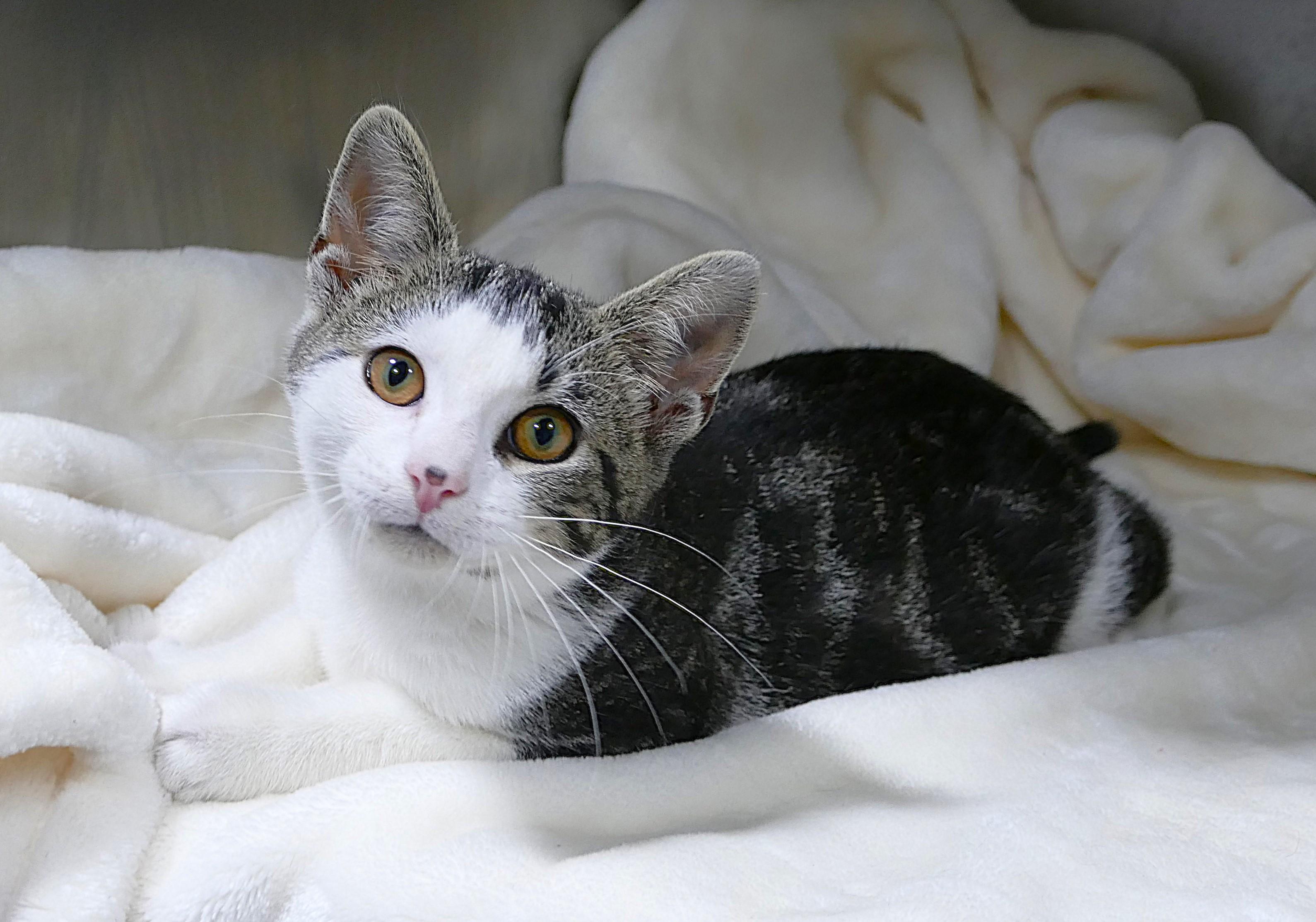 ADONIS, ADOPTABLE, Kitten Male Domestic Short Hair.