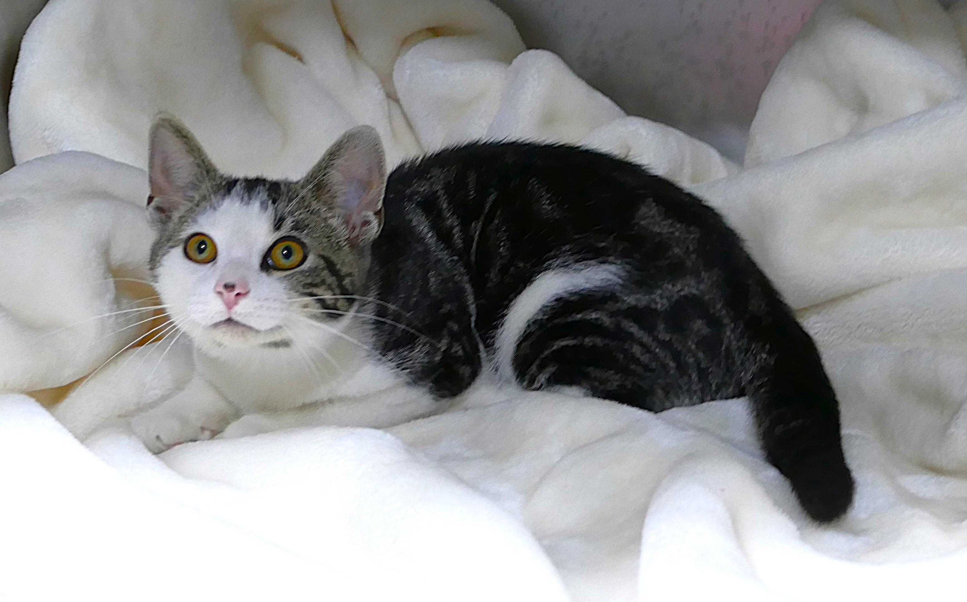 ADONIS, a ADOPTABLE mixed breed in Beechbottom, WV image 2/2