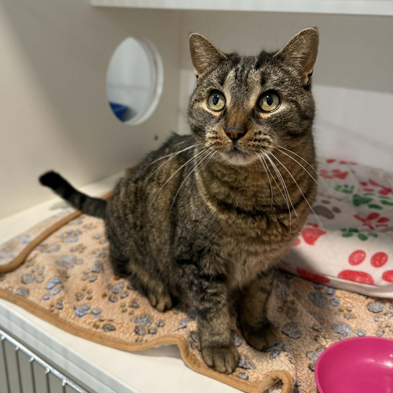 Heaven, ADOPTABLE, Adult Female Domestic Short Hair & Tabby.