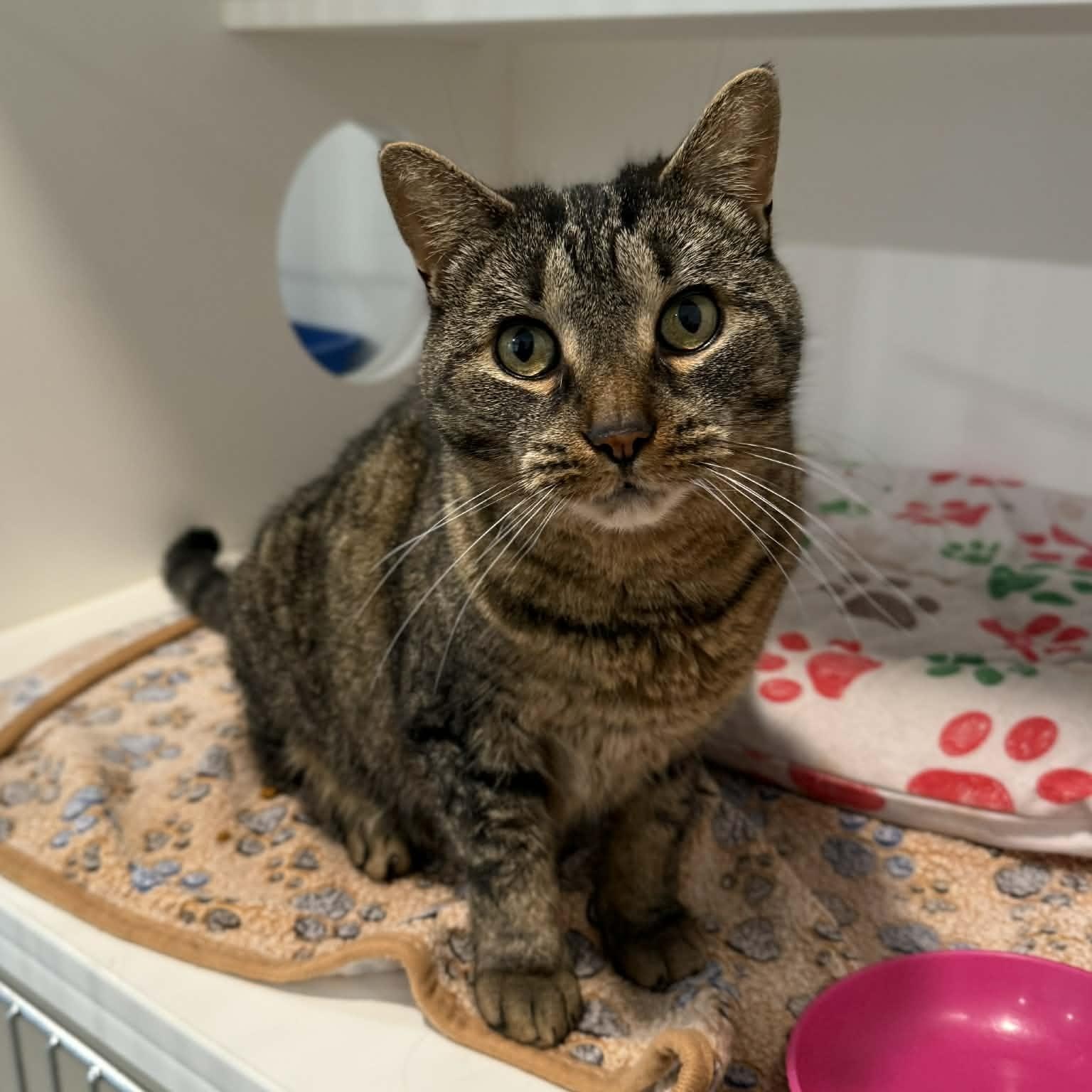Heaven, ADOPTABLE, Adult Female Domestic Short Hair & Tabby.
