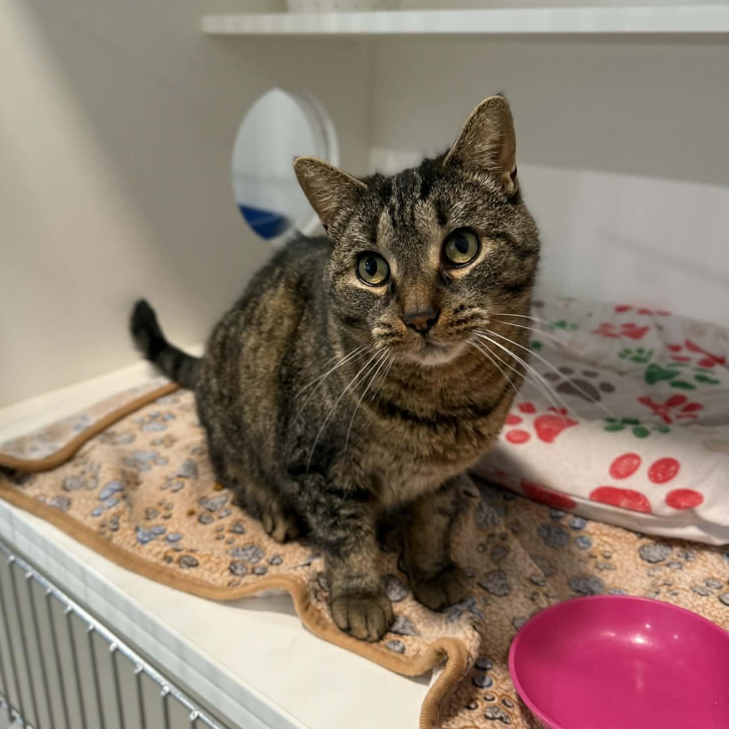 Heaven, a ADOPTABLE mixed breed in Penn Yan, NY image 3/4