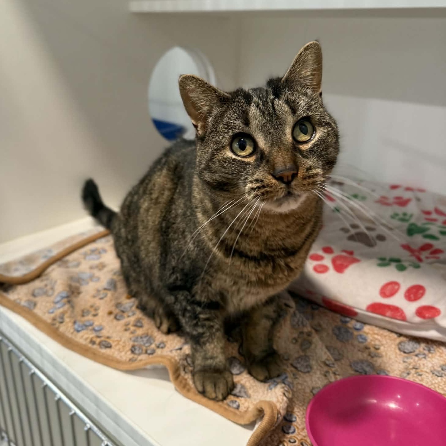 Heaven, a ADOPTABLE mixed breed in Penn Yan, NY image 4/4