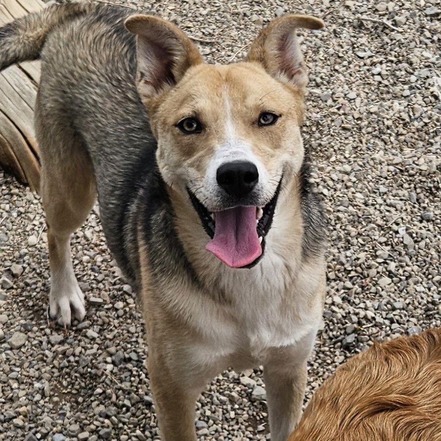 Enlarge Adley, a Adopted mixed breed in Salt Lake City, UT image 1/3