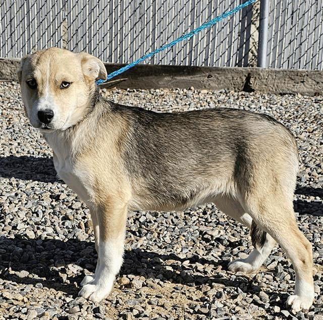 Enlarge Adley, a Adopted mixed breed in Salt Lake City, UT image 2/3