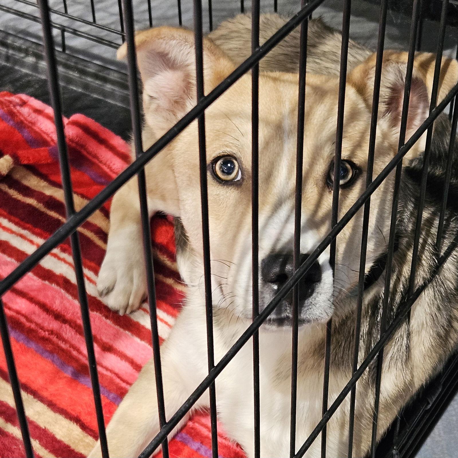 Enlarge Adley, a Adopted mixed breed in Salt Lake City, UT image 3/3