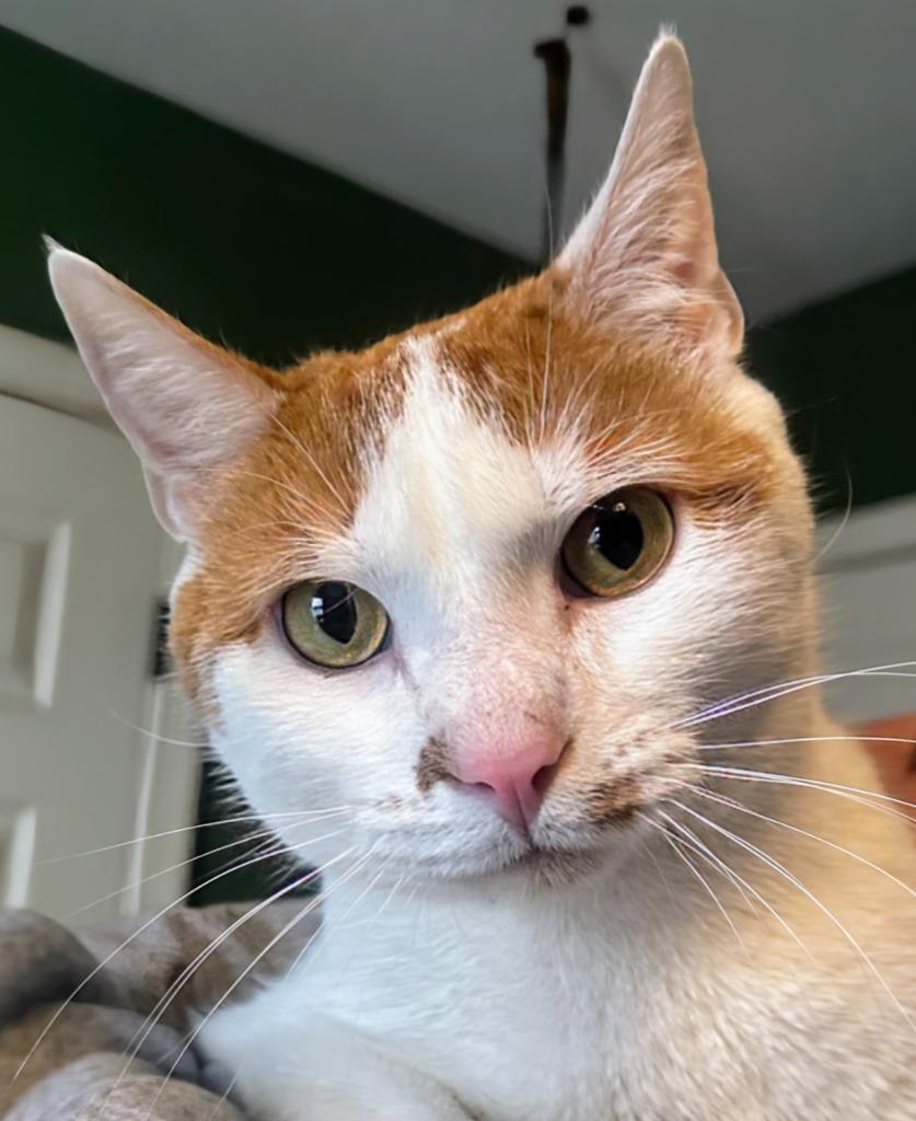 Enlarge Roo, a Adopted mixed breed in Olathe, KS image 1/1