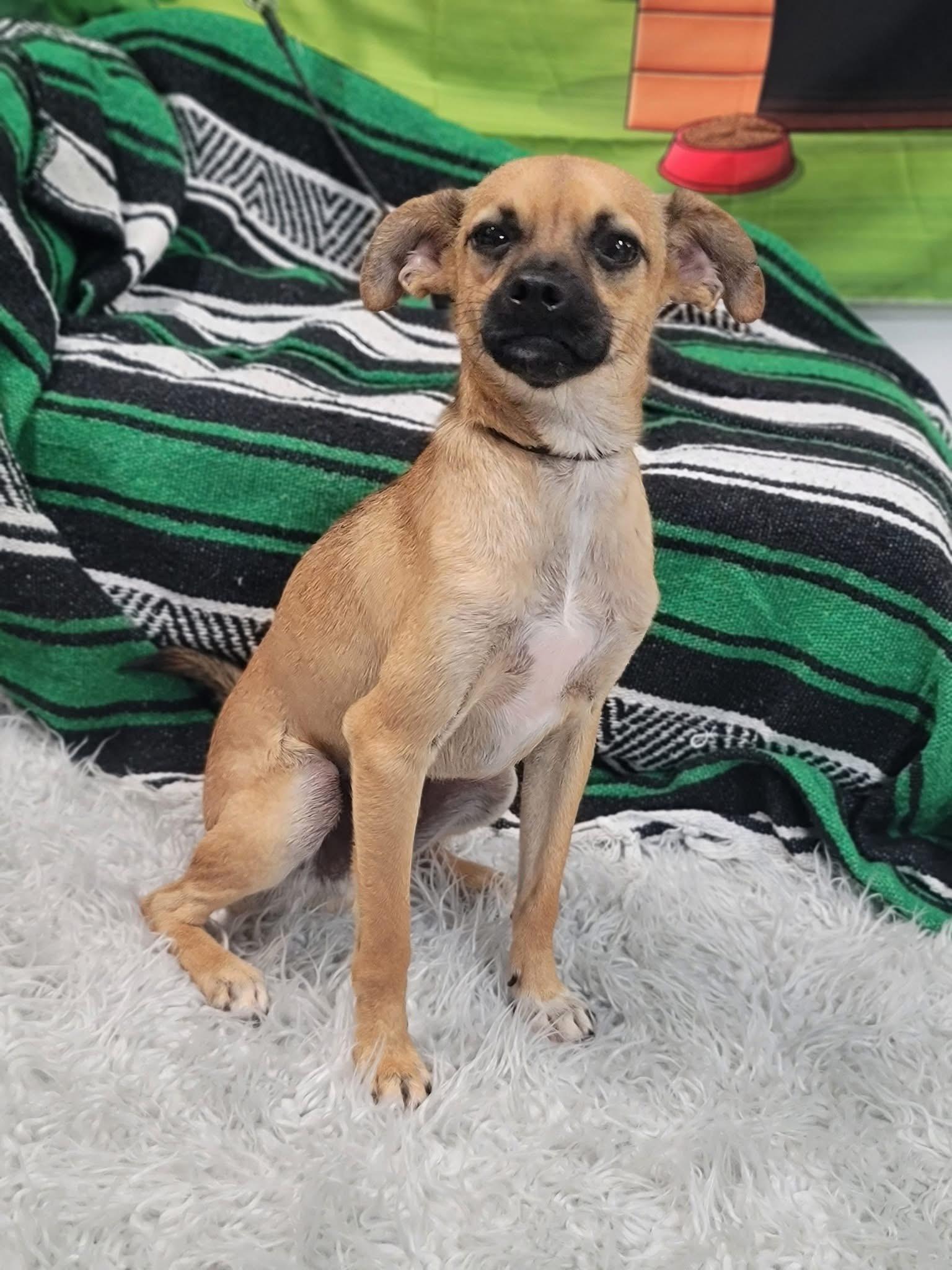 Rafael, Adult Male Chihuahua