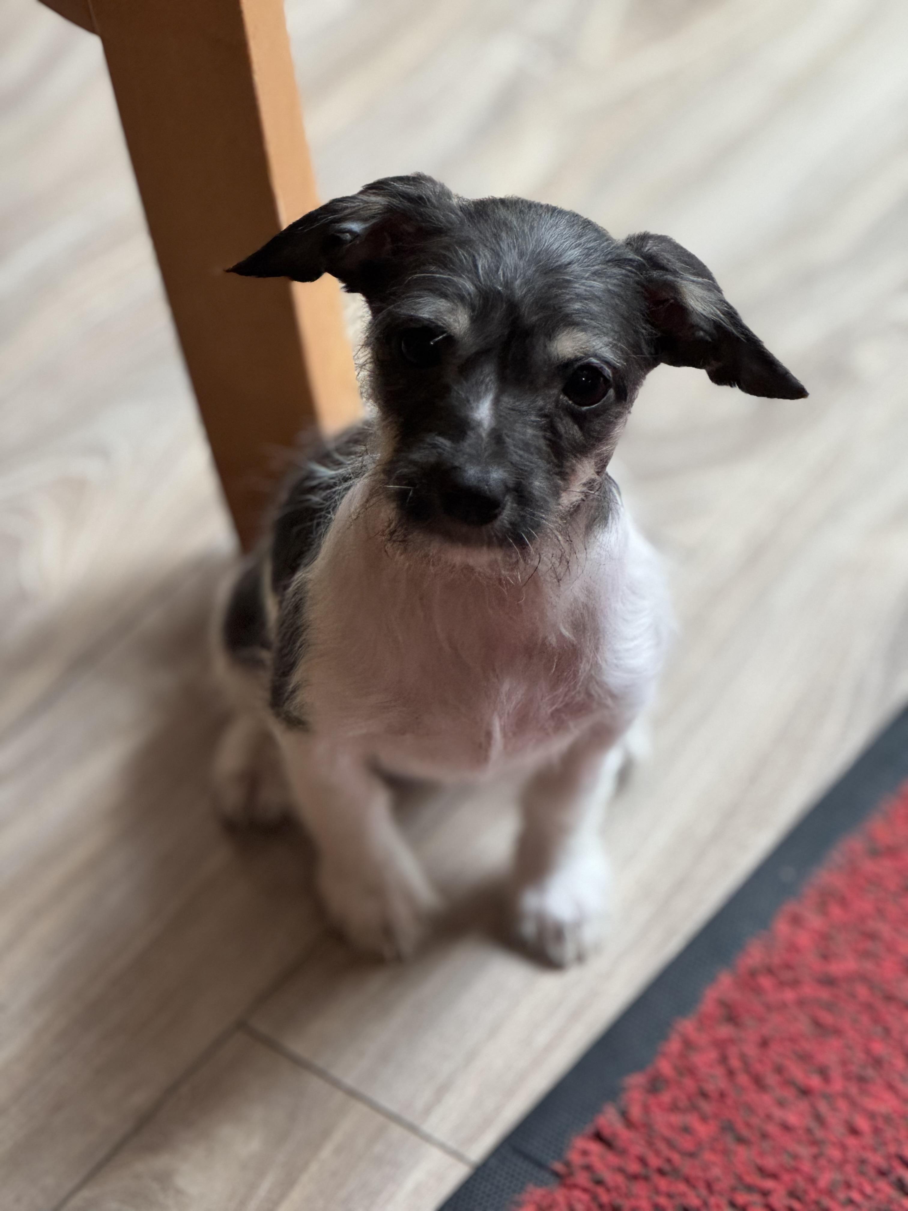 Enlarge Martha, a ADOPTABLE West Highland White Terrier / Westie in Lacey, WA image 4/6