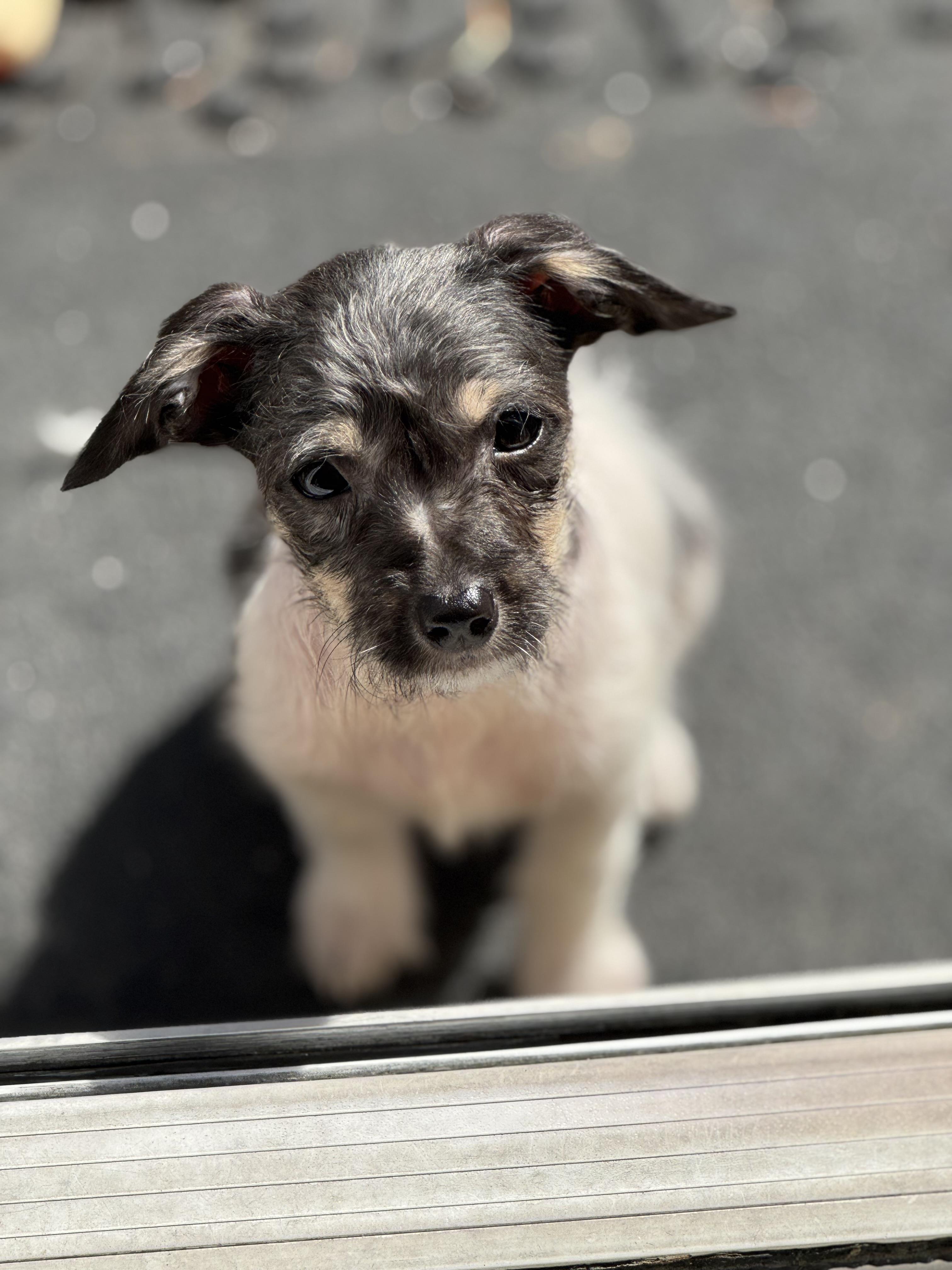 Enlarge Martha, a ADOPTABLE West Highland White Terrier / Westie in Lacey, WA image 3/6