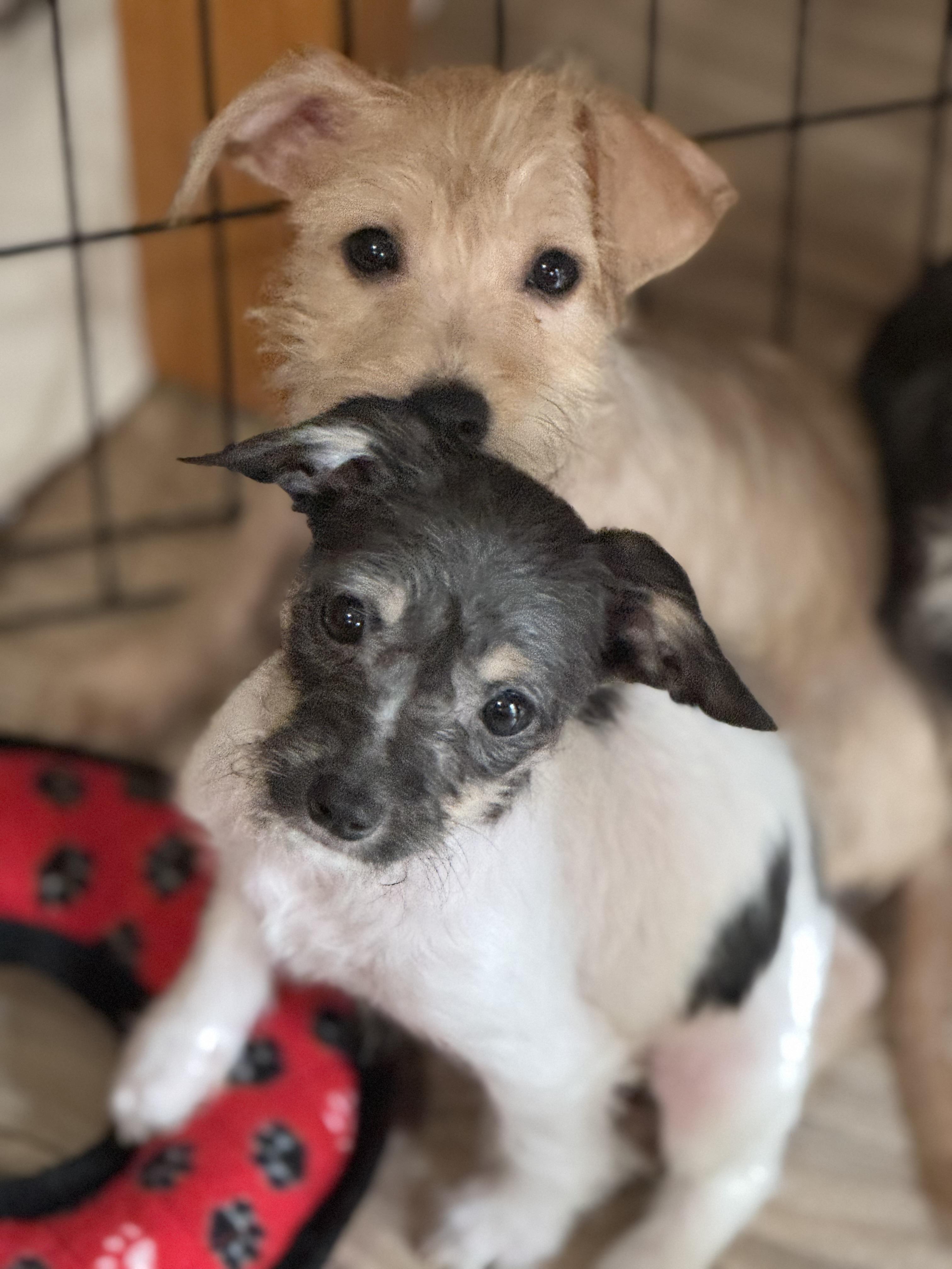 Enlarge Martha, a ADOPTABLE West Highland White Terrier / Westie in Lacey, WA image 6/6