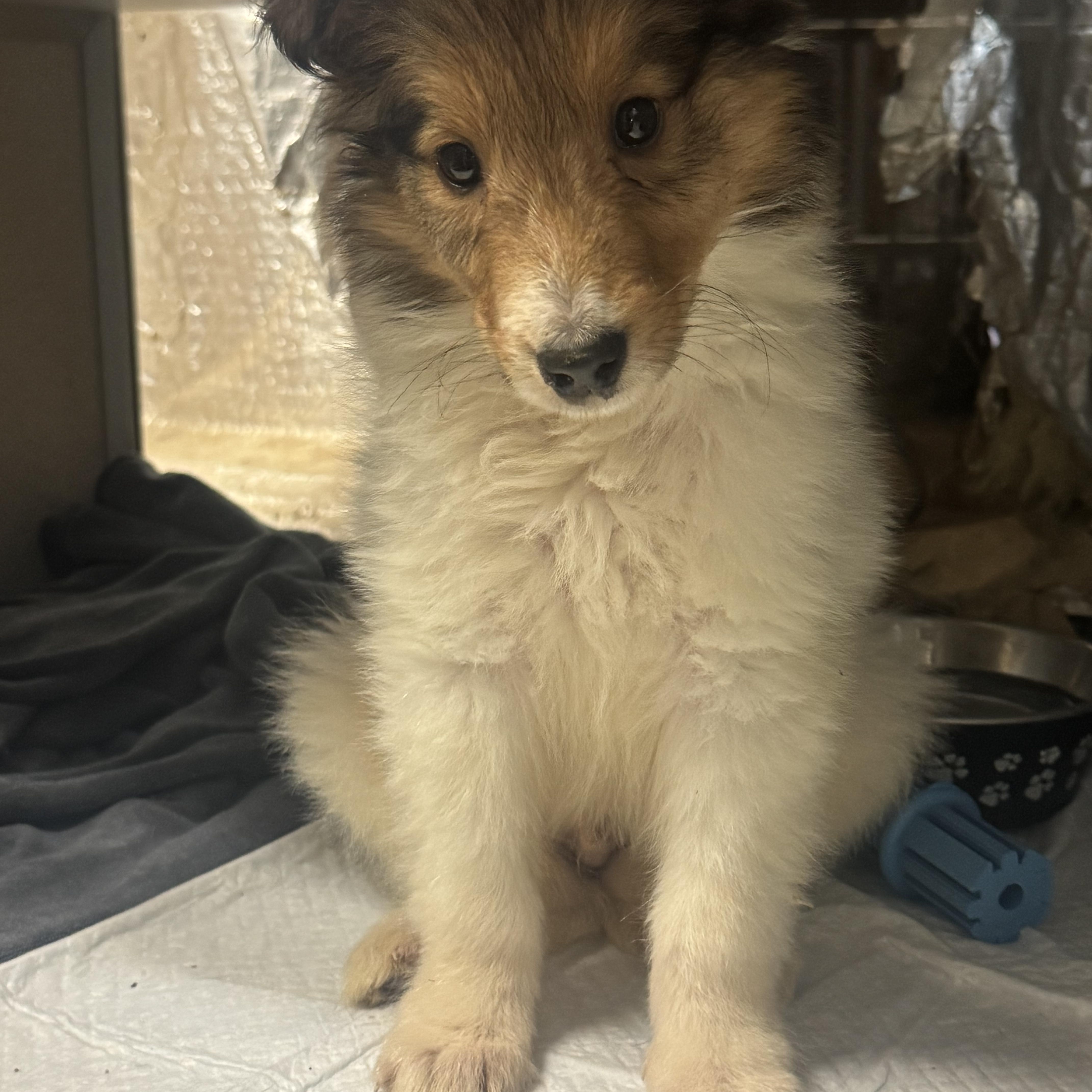 Enlarge Bear, an adopted Collie in Fredericksburg, VA image 2/2