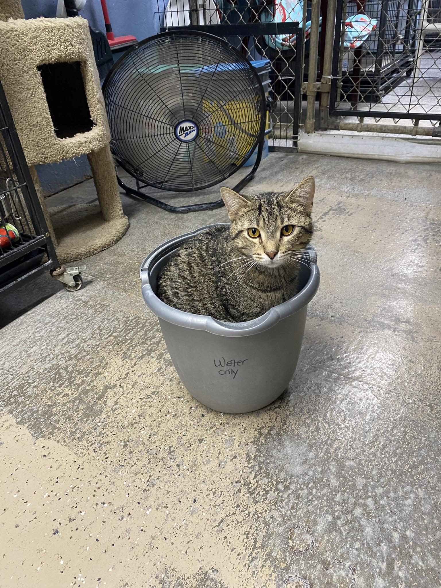 Enlarge Firecracker, a Adopted Tabby in New Richmond, WI image 5/5