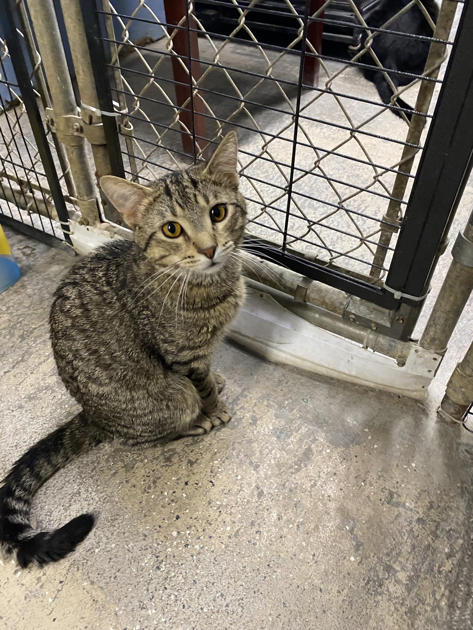 Enlarge Firecracker, a Adopted Tabby in New Richmond, WI image 3/5