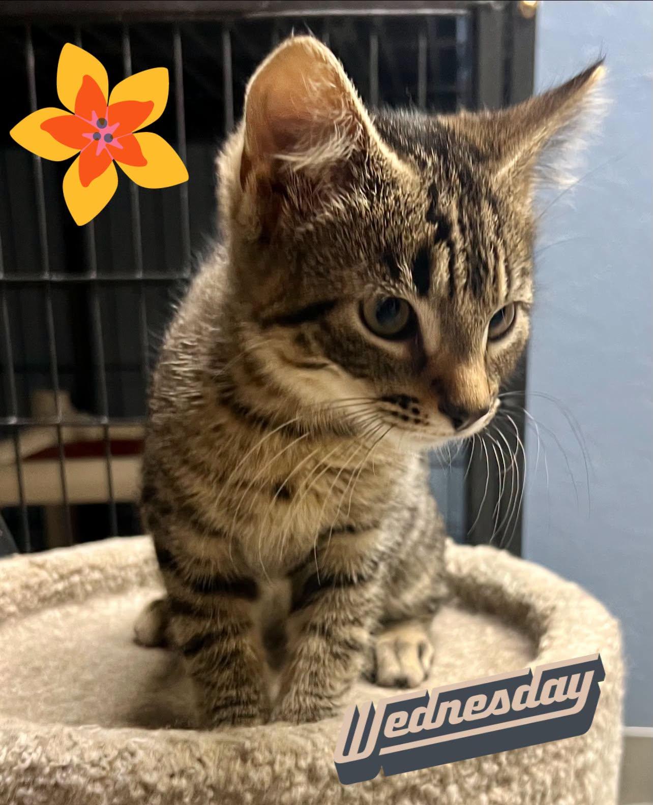 Enlarge Firecracker, a Adopted Tabby in New Richmond, WI image 1/5