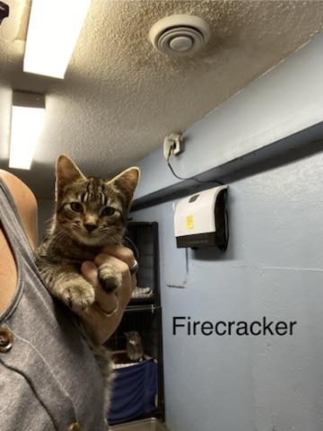 Enlarge Firecracker, a Adopted Tabby in New Richmond, WI image 2/5