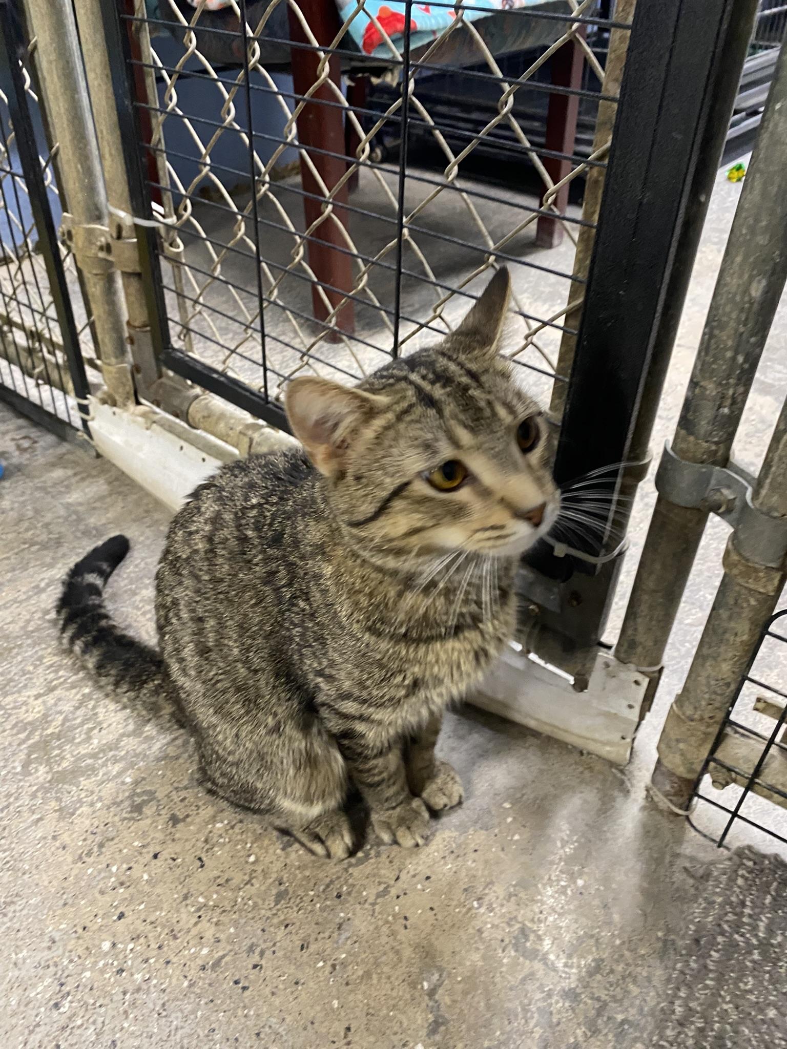 Enlarge Firecracker, a Adopted Tabby in New Richmond, WI image 4/5