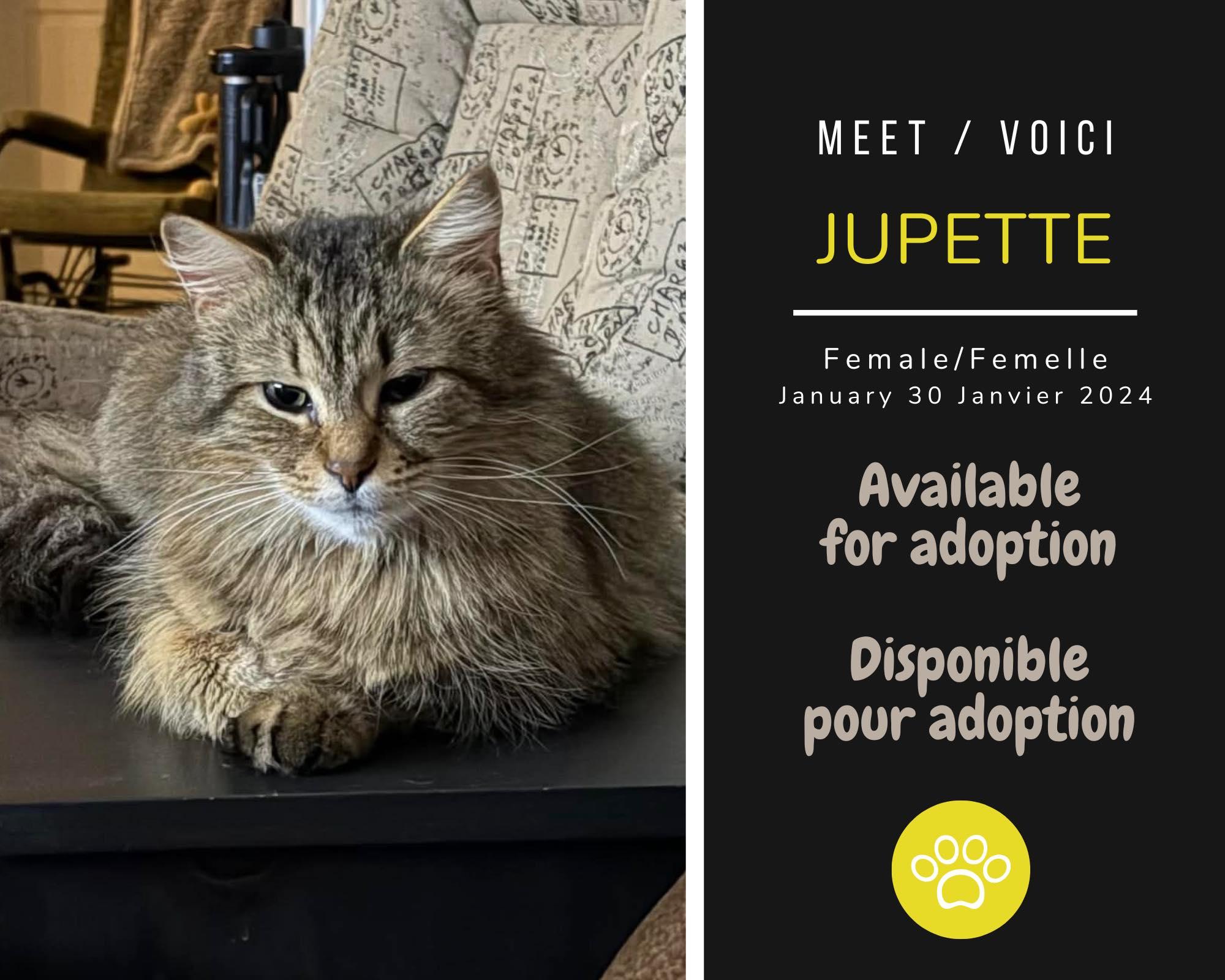 Enlarge Jupette, a ADOPTABLE Domestic Medium Hair in Dsl De Drummond, NB image 1/1