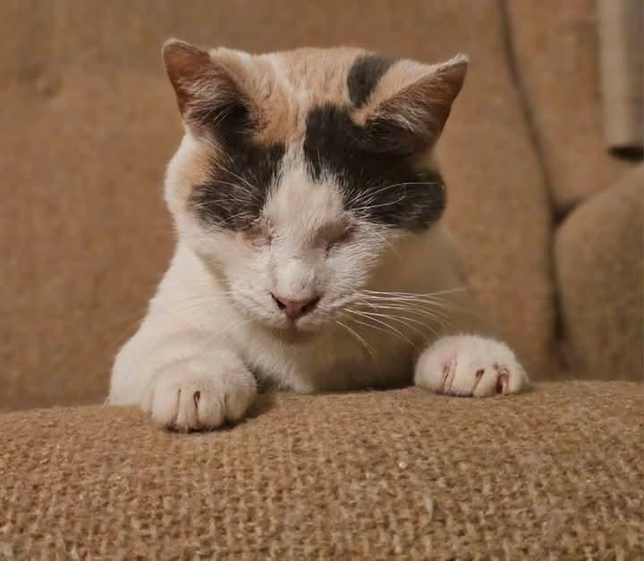 Liddie photo 3