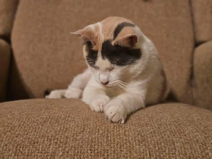 Liddie photo 2