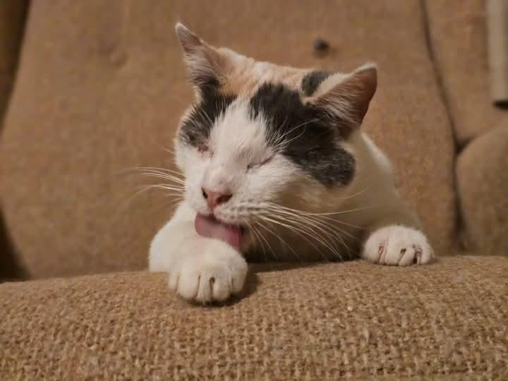 Liddie, Young Female Dilute Calico
