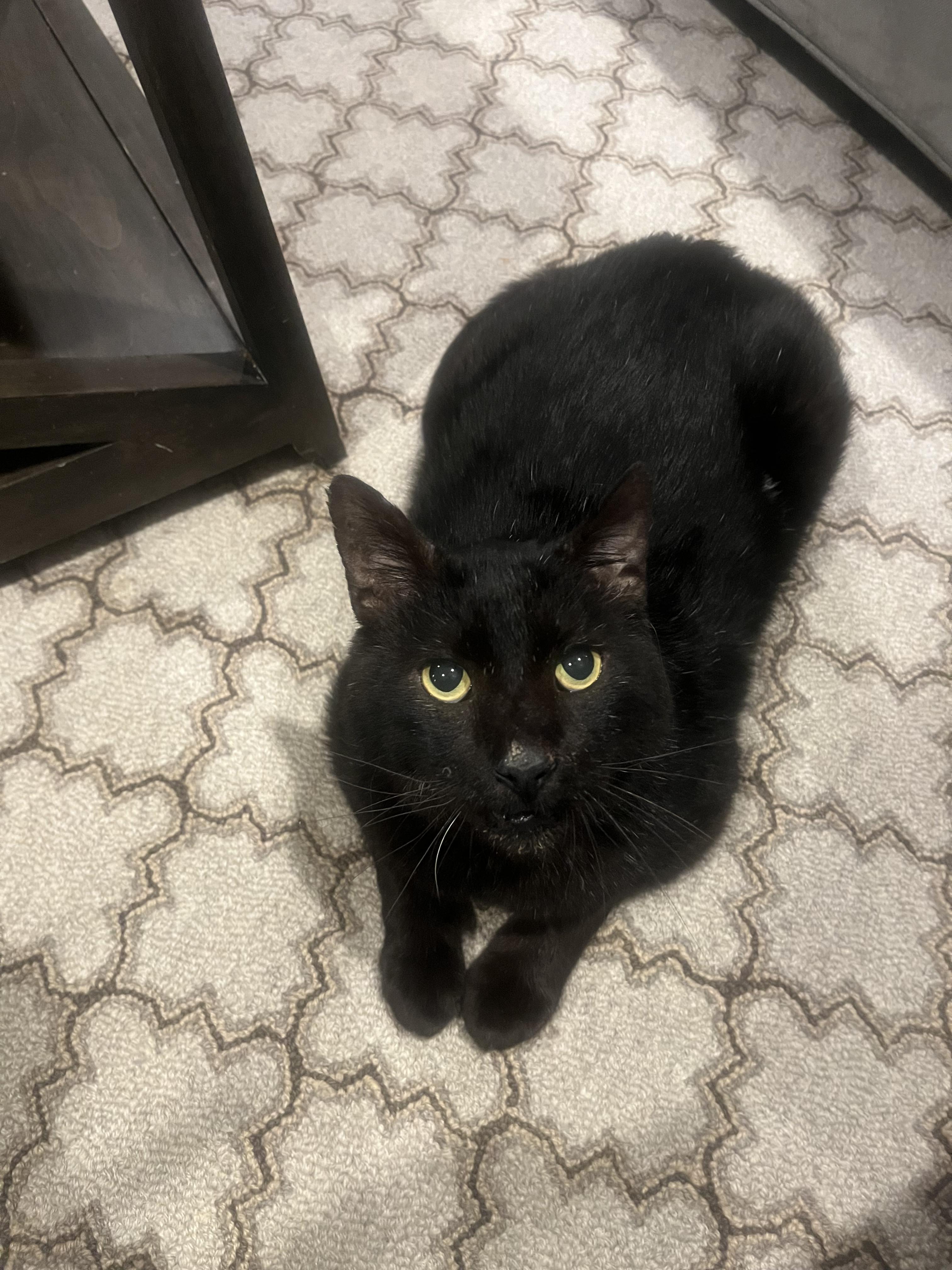 Enlarge Laurence, a ADOPTABLE Domestic Short Hair in Sterling, VA image 5/6