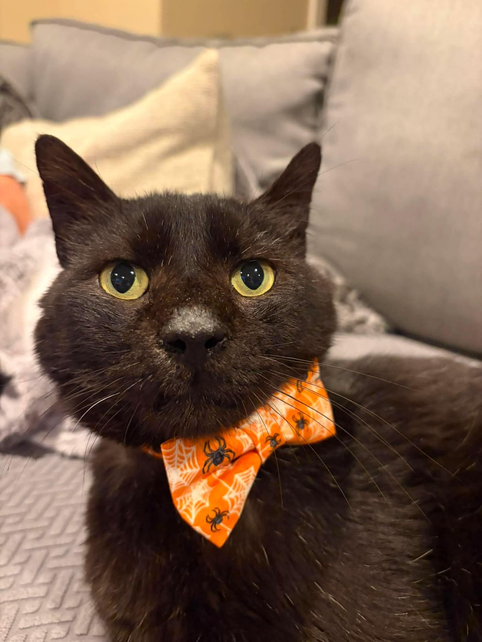 Laurence Meowpheus Fishburne, ADOPTABLE, Adult Male Domestic Short Hair.
