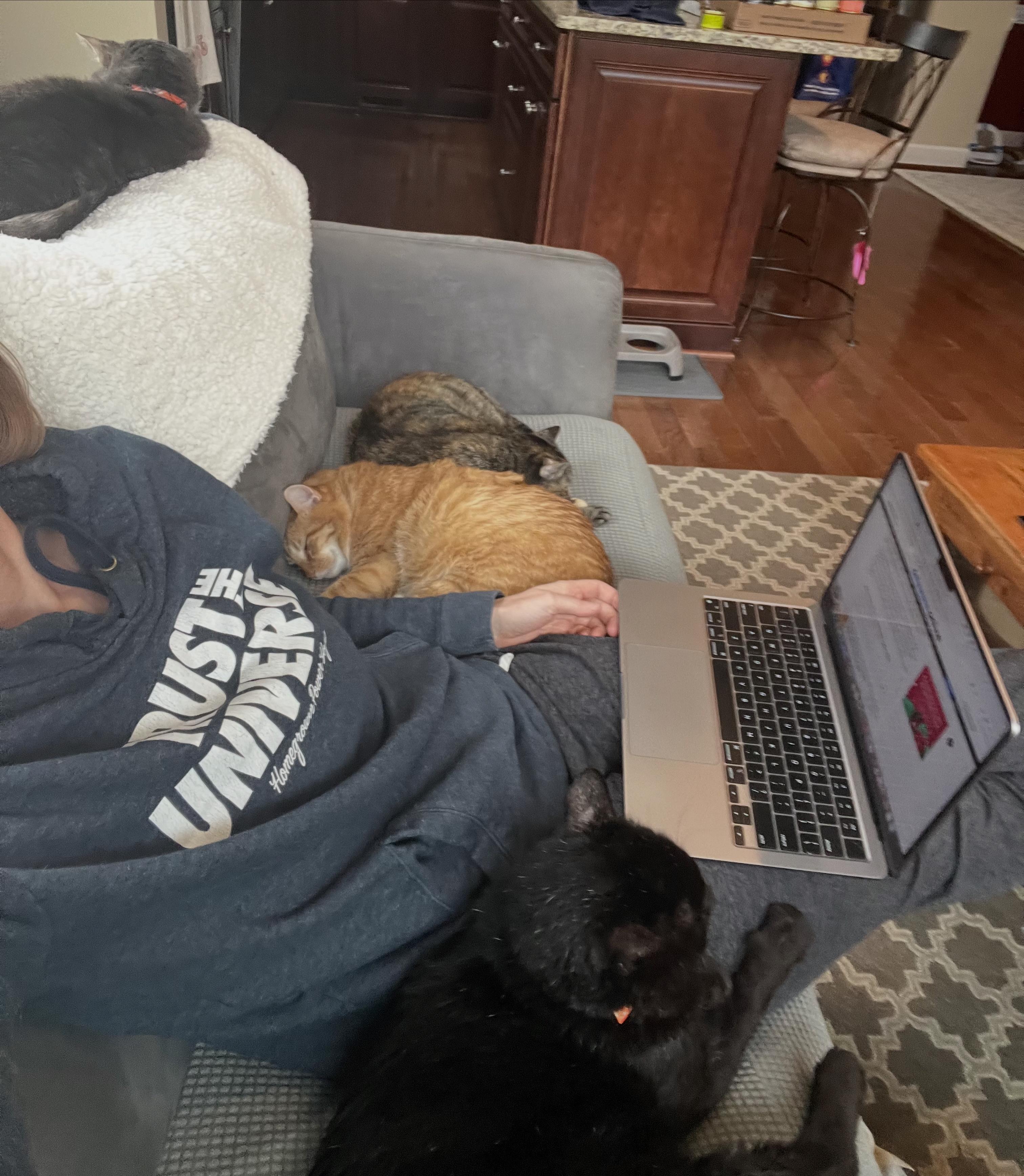 Enlarge Laurence, a ADOPTABLE Domestic Short Hair in Sterling, VA image 4/6