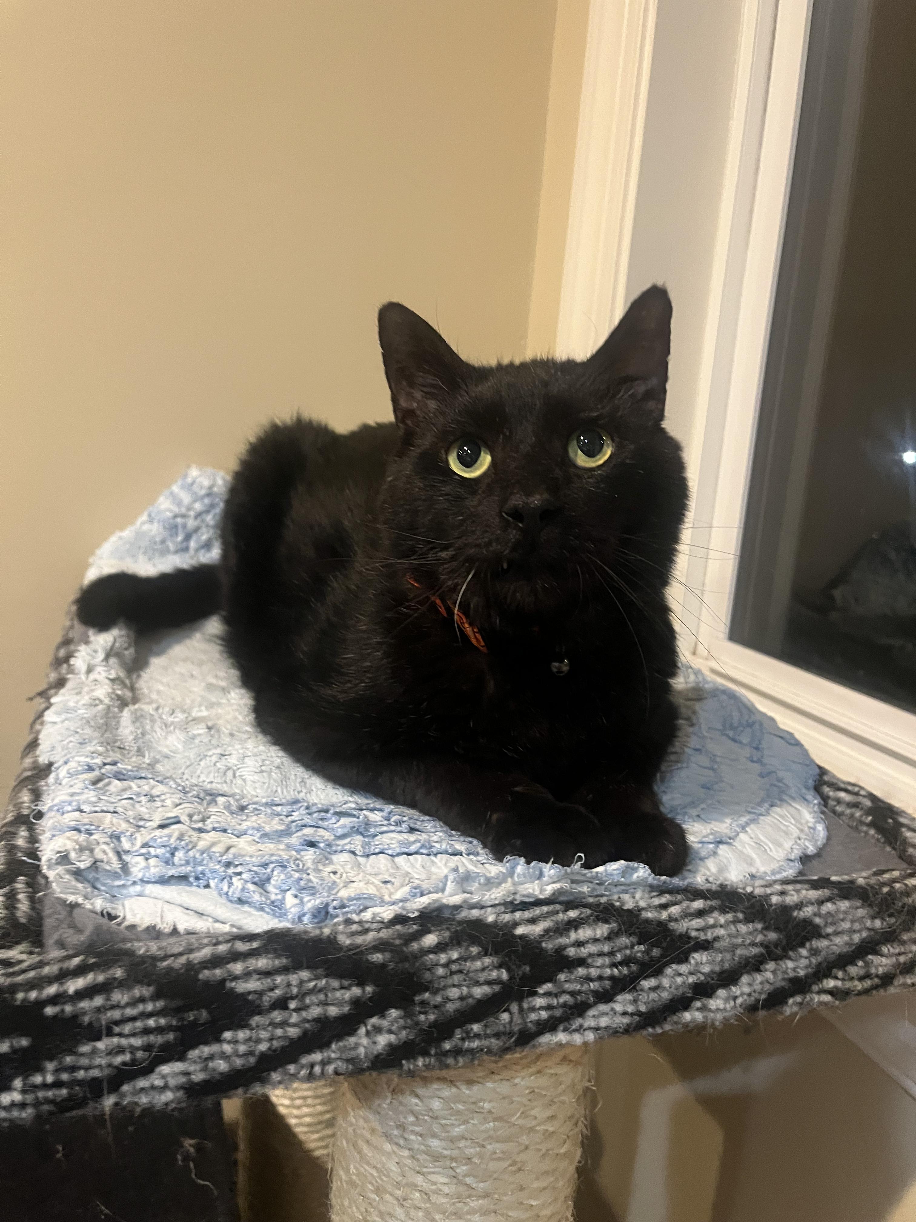 Enlarge Laurence, a ADOPTABLE Domestic Short Hair in Sterling, VA image 1/6