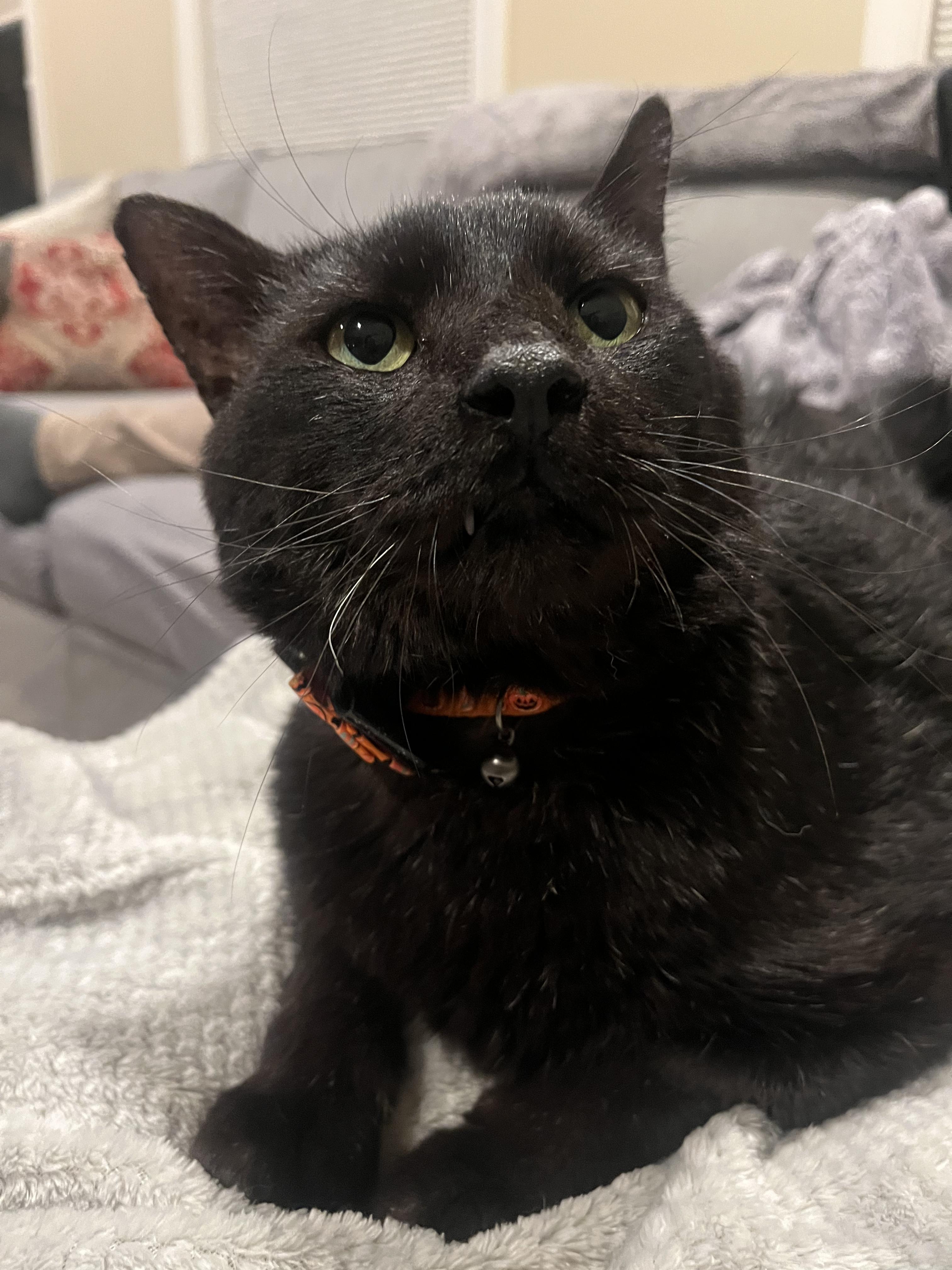 Enlarge Laurence, a ADOPTABLE Domestic Short Hair in Sterling, VA image 3/6