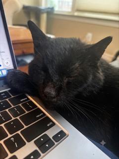 Laurence Meowpheus Fishburne, a ADOPTABLE Domestic Short Hair in Sterling, VA image 6/6
