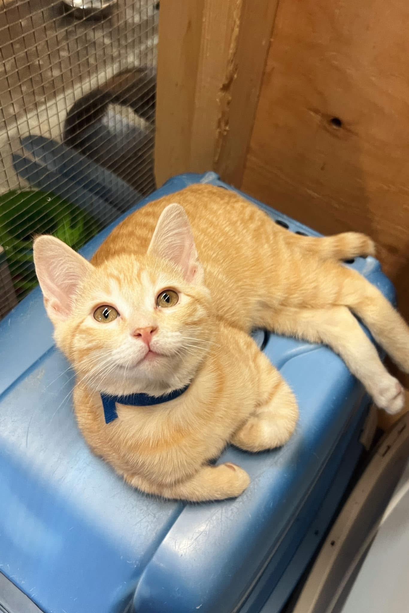 Enlarge Rainbow Dash, a Adoptable Domestic Short Hair in Peace River, AB image 1/1