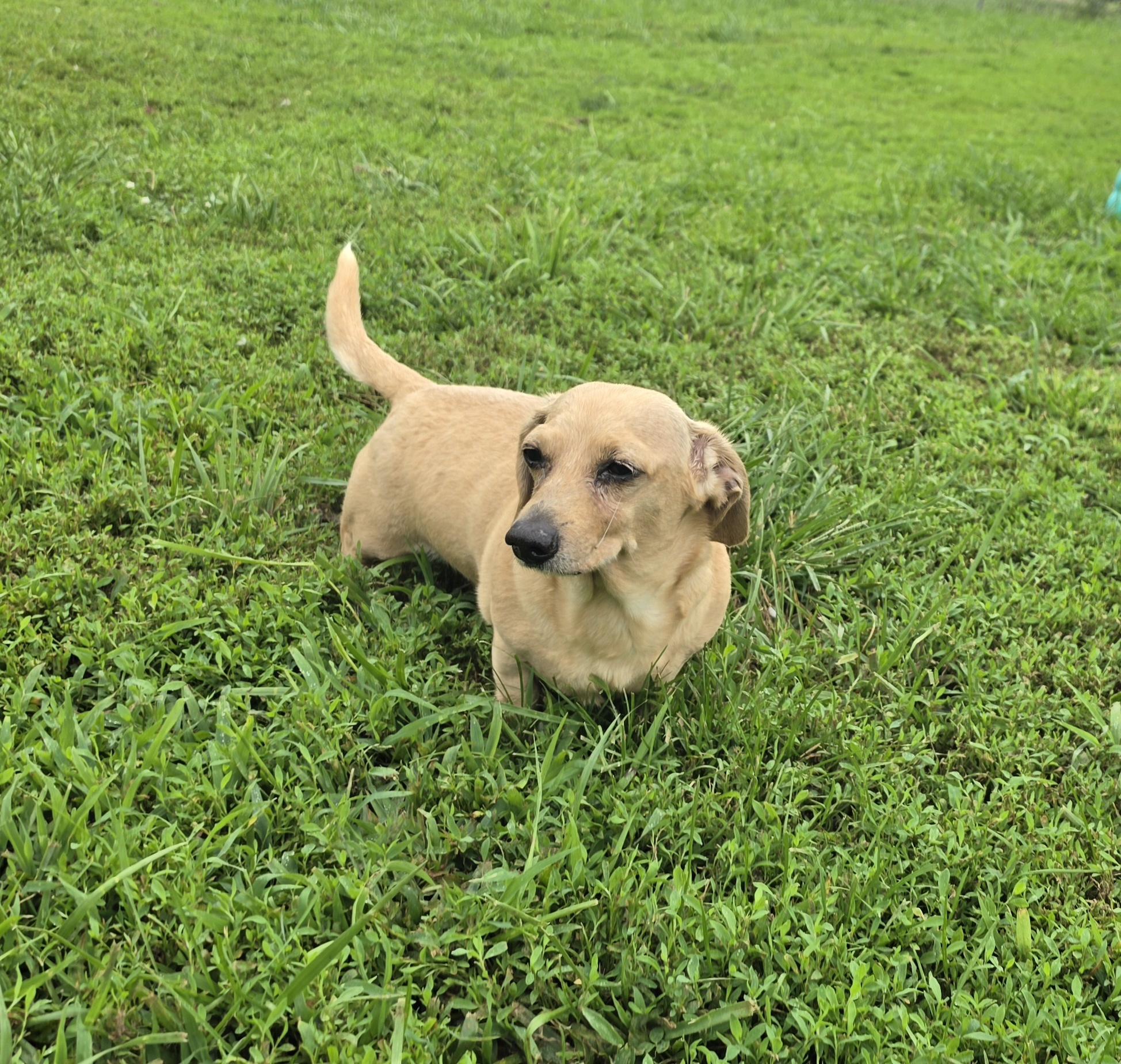 Salty, adopted, Adult Male Dachshund.