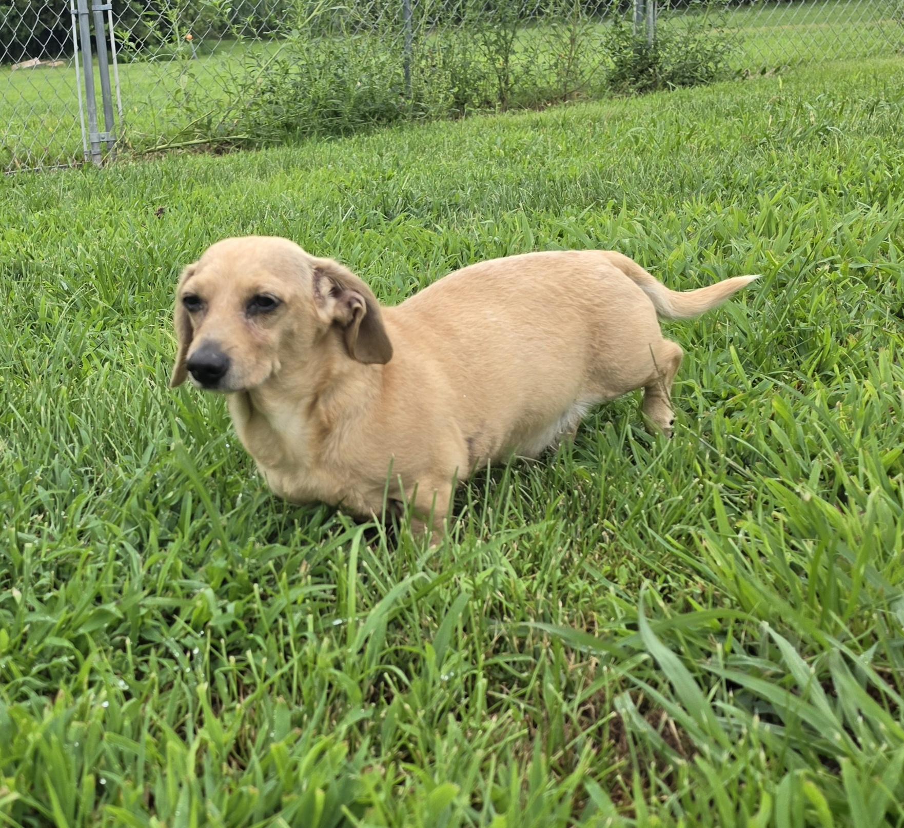 Enlarge Salty, an adopted Dachshund in Terre Haute, IN image 5/6