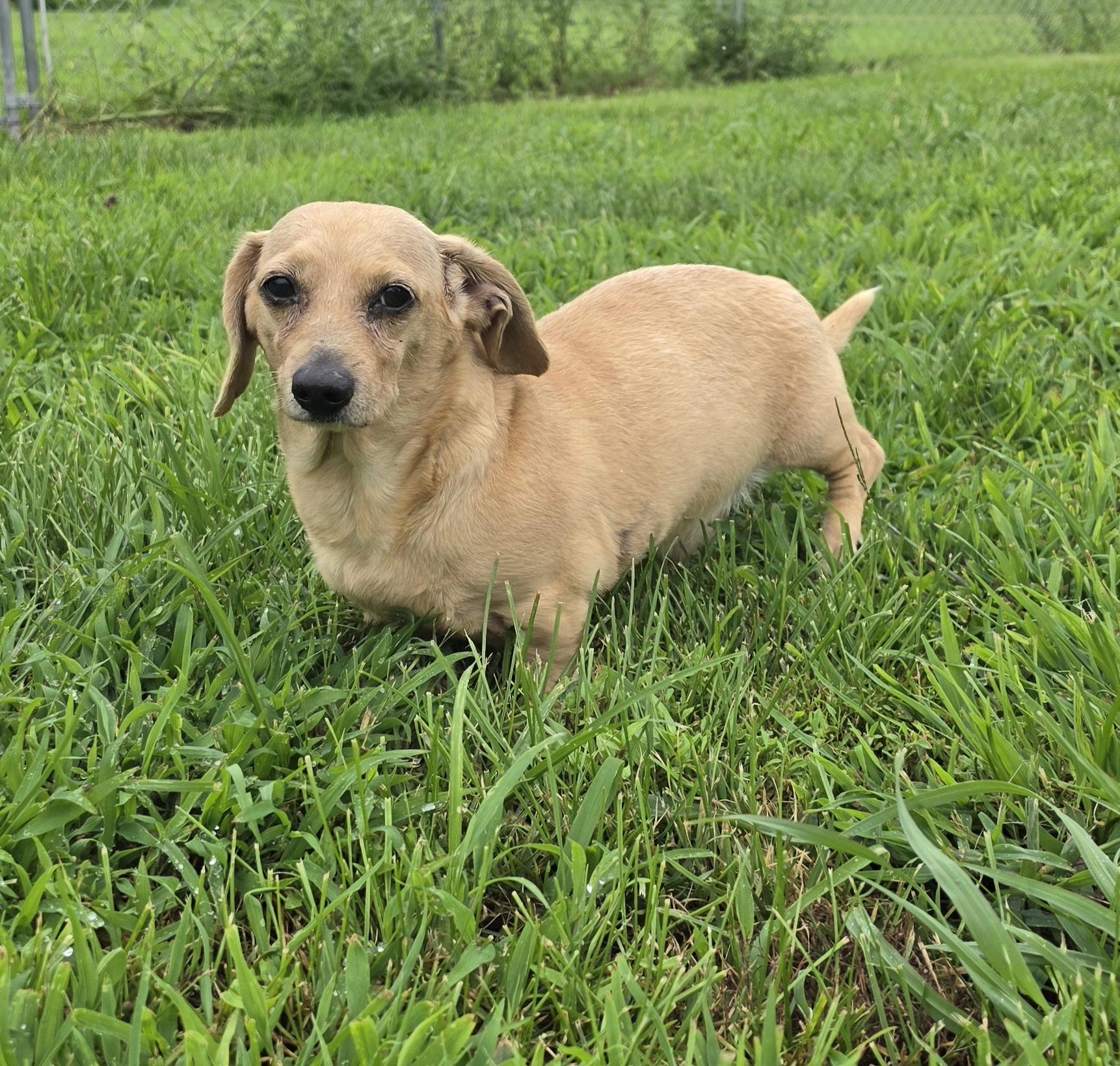 Enlarge Salty, an adopted Dachshund in Terre Haute, IN image 6/6