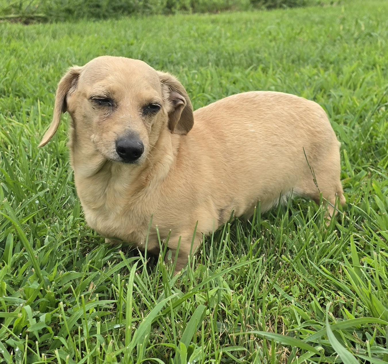 Enlarge Salty, an adopted Dachshund in Terre Haute, IN image 2/6