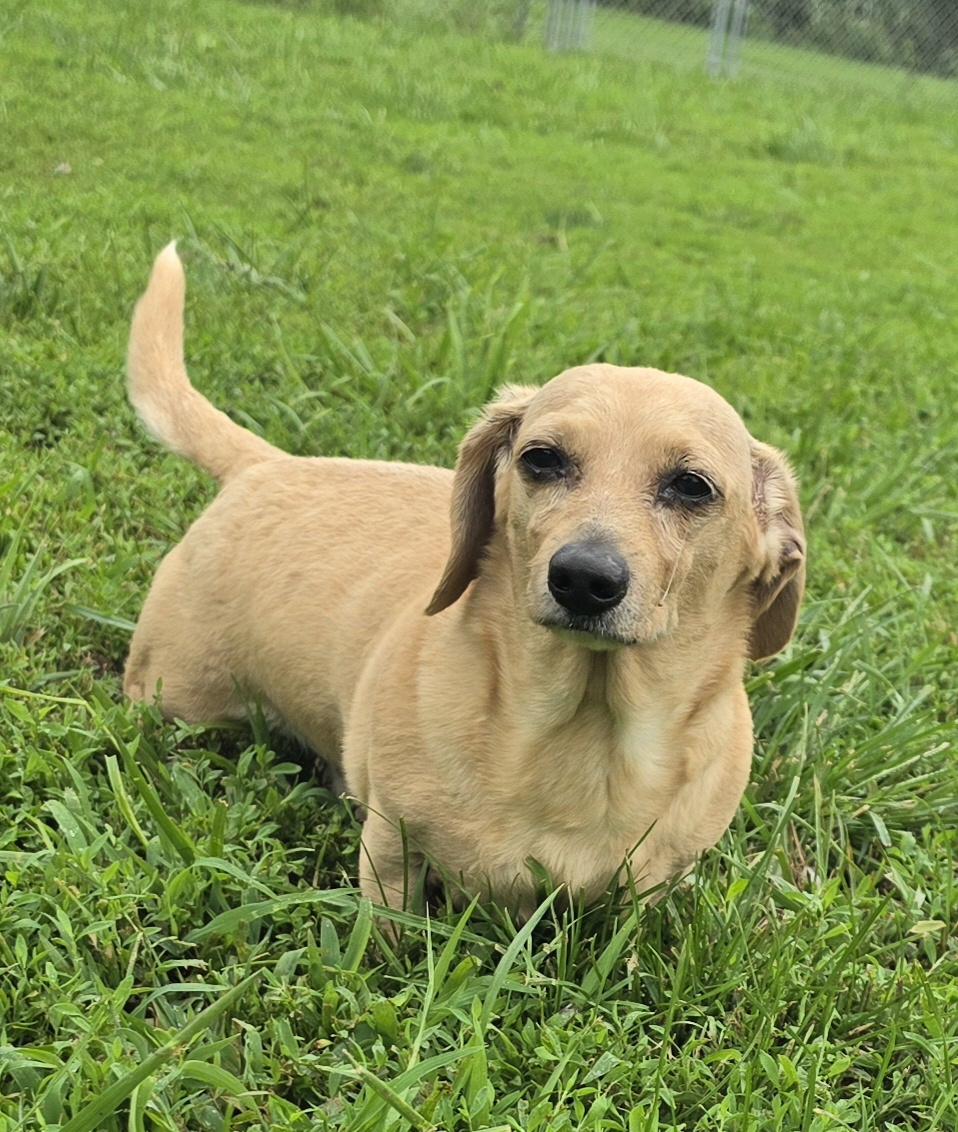 Enlarge Salty, an adopted Dachshund in Terre Haute, IN image 4/6