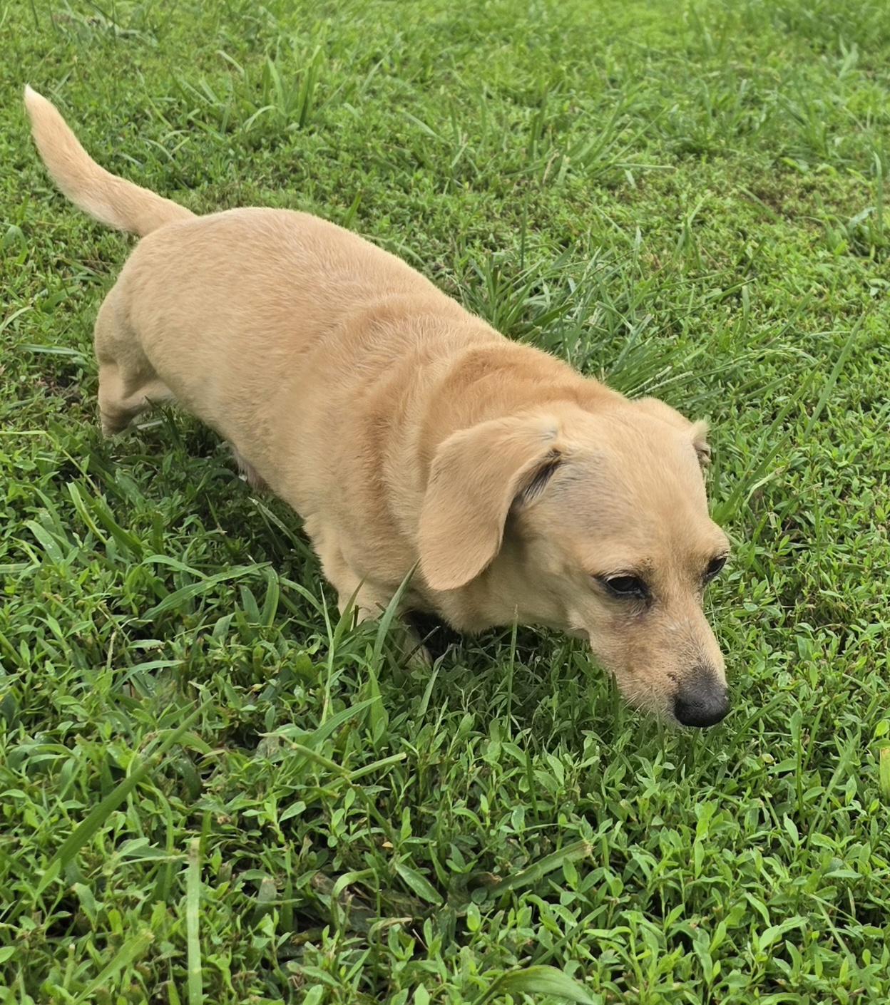 Enlarge Salty, an adopted Dachshund in Terre Haute, IN image 3/6