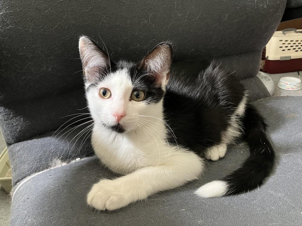 Oreo (Bonded to Spice), Adoptable, Kitten Male Domestic Short Hair.