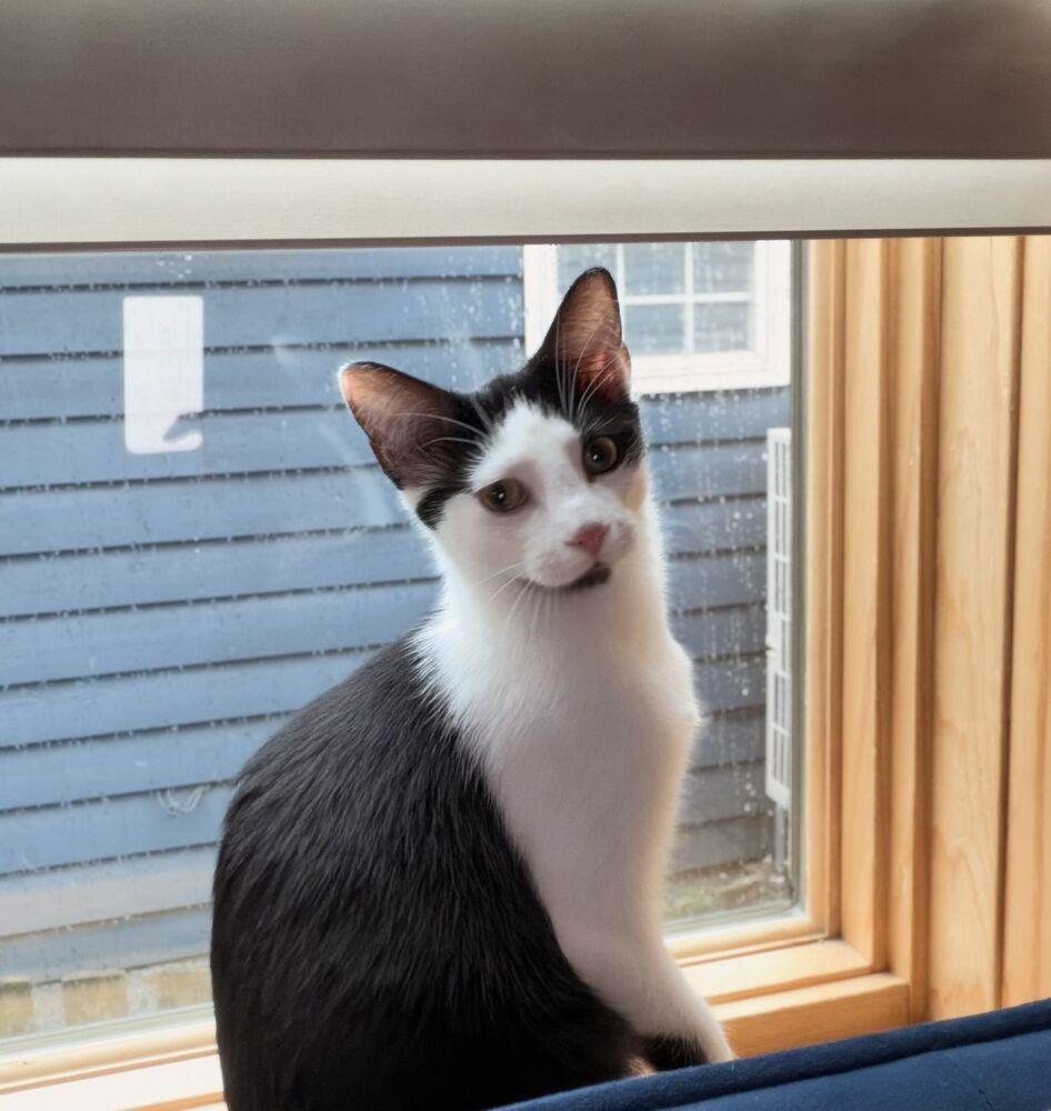 Enlarge Oreo (Bonded to Spice), a Adoptable mixed breed in Wheaton, IL image 2/6