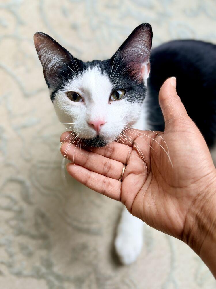 Enlarge Oreo (Bonded to Spice), a Adoptable mixed breed in Wheaton, IL image 3/6